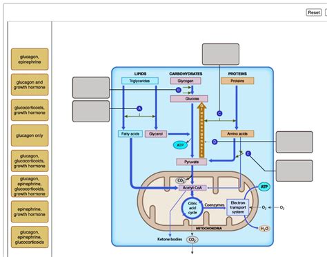 Video Solution Label The Post Absorptive State With The Appropriate Hormones Reset Glucagon