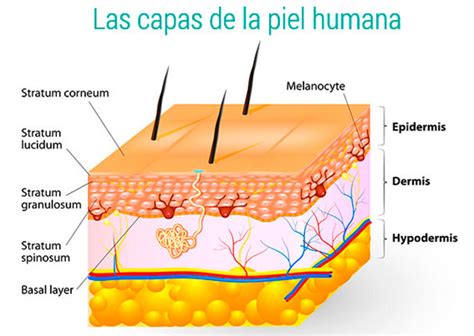 La Piel Funciones Anatomía Tipos De Piel Y Ph