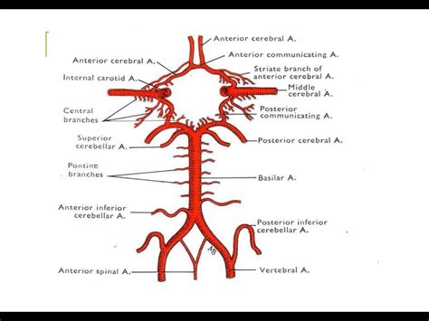 Posterior Circulation Stroke Syndromes