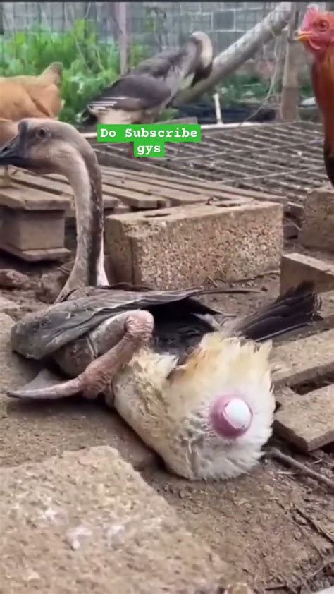 Duck Laying Egg 🥚 Viralvideo Viralshorts Viral Youtubeshorts