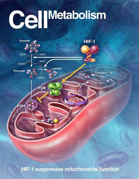 Cell Metabolism Animation