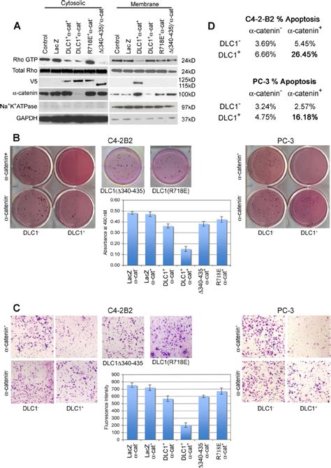 Effect Of Interaction Of Dlc1 With ␣ Catenin On Dlc1 Oncosuppressive Download Scientific