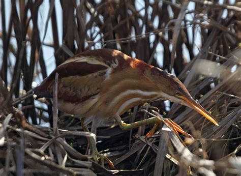 Pictures and information on Least Bittern