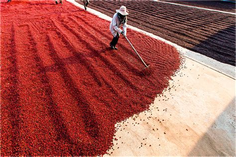 CHBAGRO Pós colheita do café Dicas para preservar a qualidade do produto