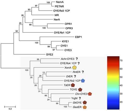 Frontiers Functional Characterization And Stability Improvement Of A