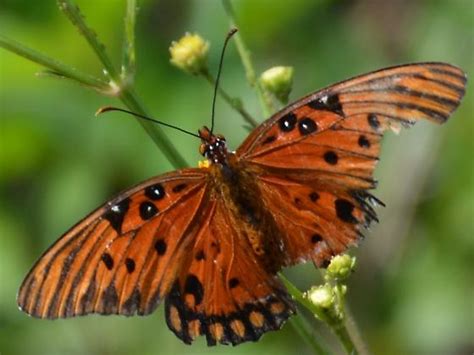 Gulf Fritillary Agraulis Incarnata Bugguide Net