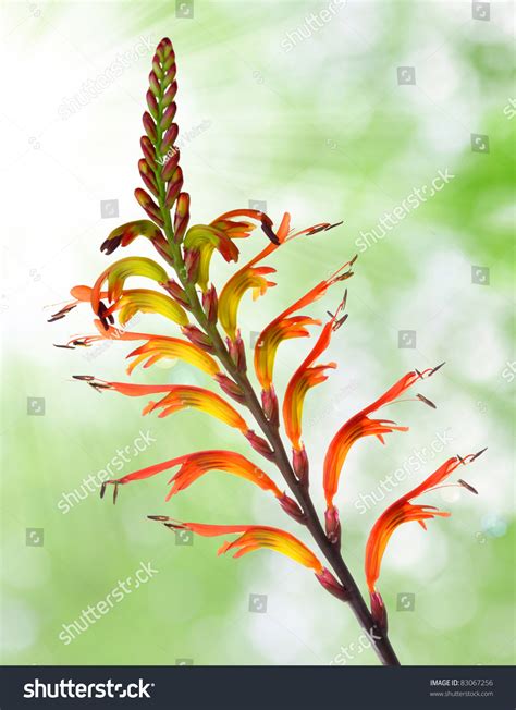 Orange Flowered Plant Of The Lily Family Stock Photo 83067256 : Shutterstock