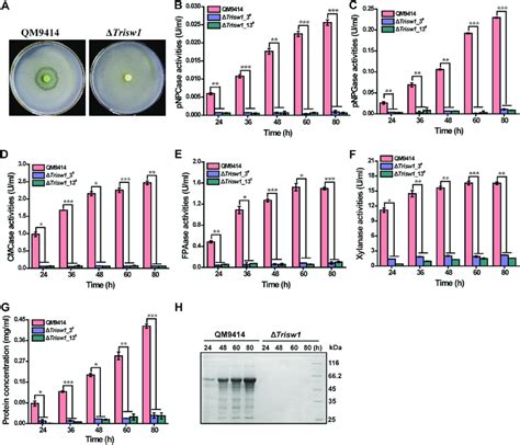 Trisw1 Deletion Abolished Hemi Cellulase Gene Expression A