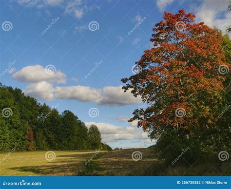 Trees at Field during Autumn Stock Photo - Image of tree, prairie ...