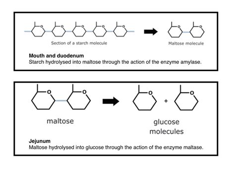 Starch Diagram