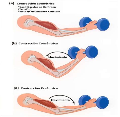 ContracciÓn Muscular Conoce Los Tipos Y Su Mecanismo Salud Diez