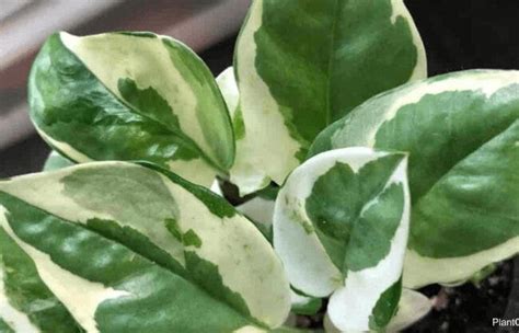 N’Joy Pothos Care: Tips To Care & Grow