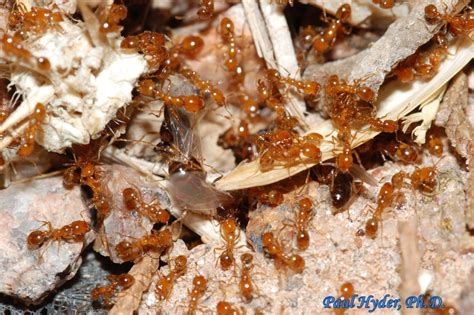 Hymenoptera Formicidae Solenopsis Xyloni Southern Fire Ant K Urban Programs El Paso County