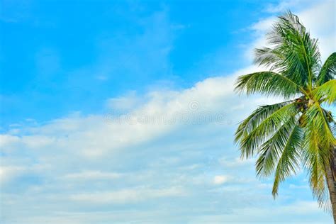 Lone Coconut Tree Stock Photo Image Of Lone Vacation 57275186