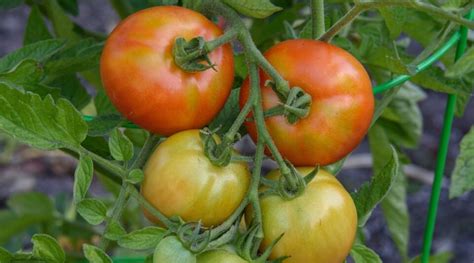 15 Disease Resistant Tomato Varieties For Your Garden