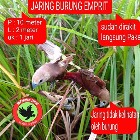 Jual Laris Jaring Burung Emprit Jaring Burung Pipit Jala Pikat Emprit