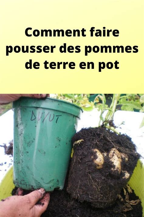 Comment Faire Pousser Des Pommes De Terre En Pot Planter Pomme De