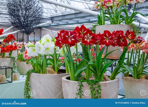 Amaryllis Belladonna Lily In Keukenhof Park Lisse Holland