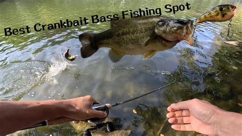 Best Crankbait Bass Fishing Spot River Bass Fishing Bank Fishing