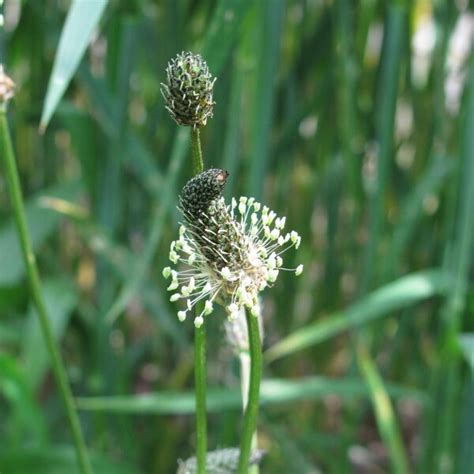 Spitzwegerich Plantago Lanceolata Bio Saatgut