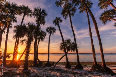 Sable Palm Tree Silhouetted Along Shoreline Of Harney Lake At Sunset