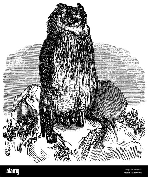 Eagle Owl Bubo Bubo Biology Book 1903 Uhu Hibou Grand Duca Stock