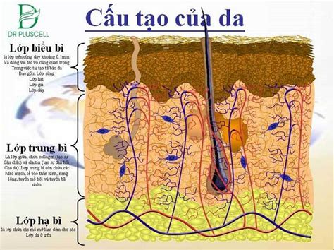 Cấu trúc da mặt – Điều bạn cần phải biết để có làn da khỏe mạnh - Kiến ...