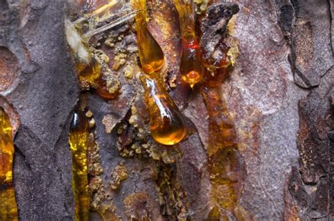 7 Brilliant Uses For Tree Resin