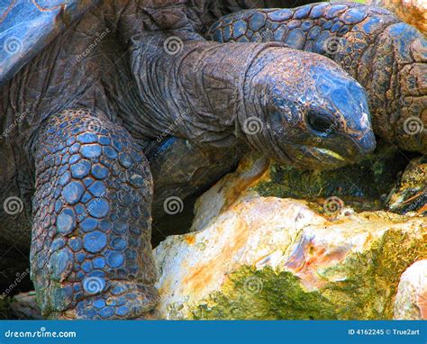 Blue Turtle On Rock Stock Image Image Of Tropical Tortoise 4162245