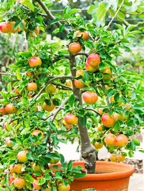 Growing Apple Trees in Pots | How to Grow apple tree in a Container & Care | Balcony Garden Web