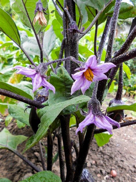 Ripe Purple Eggplant Growing In A Greenhouse Stock Photo Image Of