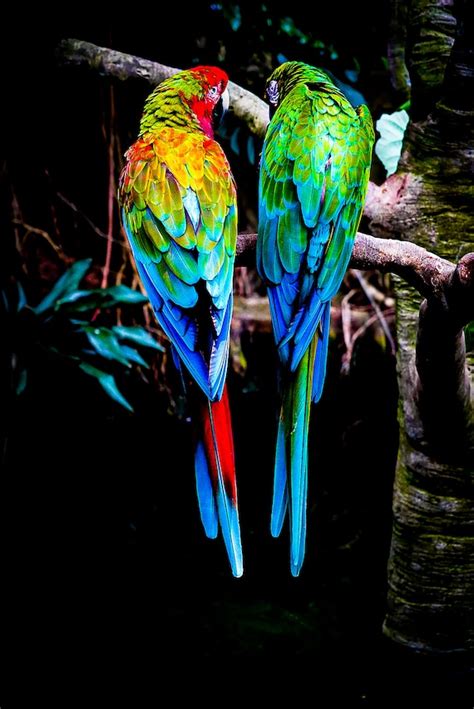 Colorful Tropical Parrot Photography Print Bird Photography | Etsy