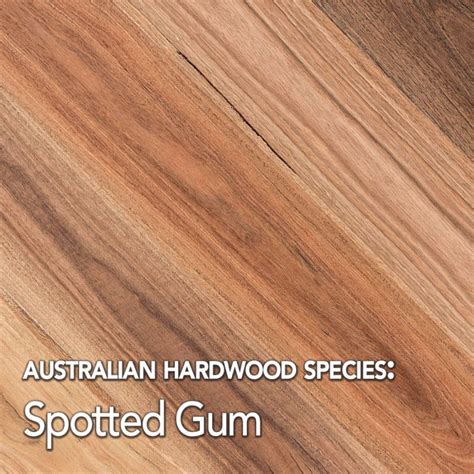 Spotted Gum Hardwood Timber Species Data Mr Timber Flooring