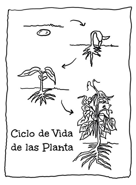 Recursos Y Actividades Para Educaci N Infantil Plantas Ciclo Vital