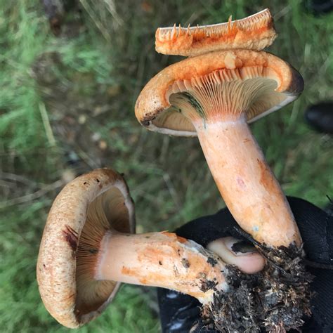 Saffron Milkcap A Field Guide To Mushrooms In Ontario INaturalist