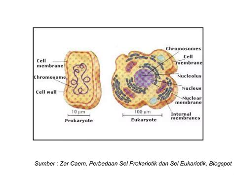 Perbedaan Proses Transkripsiandtranslasi Pada Sel Prokariot Dan Eukariot Ppt