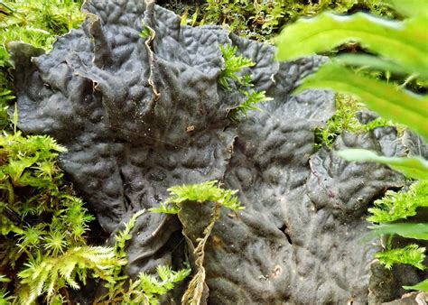 Peltigera Canina 10 000 Things Of The Pacific Northwest