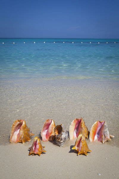 Prints Of Conch Shells Cornwall Beach Montego Bay Jamaica Caribbean