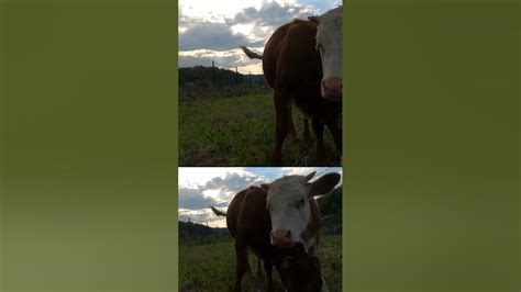 Cows Graze Videos With Mooing Sound Cows Mooing Cattle Cow Bull