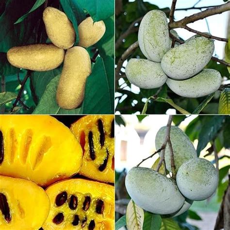 3 Pcs Paw Paw Tree Seeds For Planting Outdoors Edible