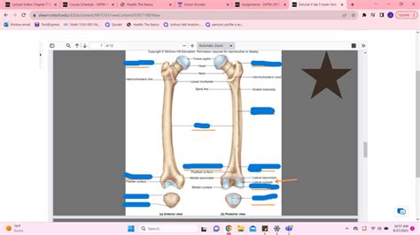 Femur A And P Lab Quiz Diagram Quizlet