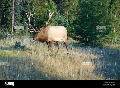 Wapiti Deer Fotos Und Bildmaterial In Hoher Auflösung Alamy