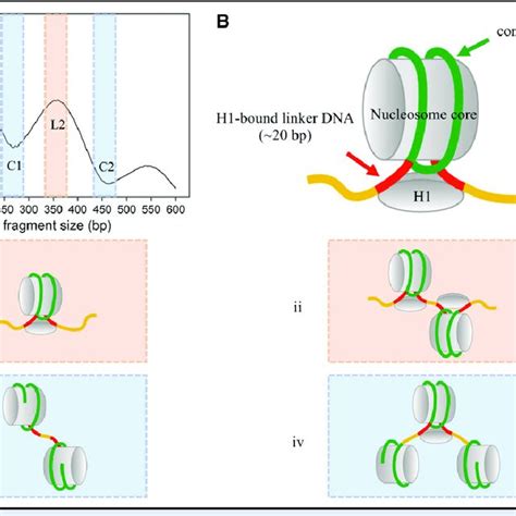 Nucleosome Structures Defined By Cfdna Size Distribution A Pooled