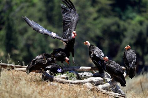 California Condors Get an Assist From an Unlikely Source: A Wind Power ...