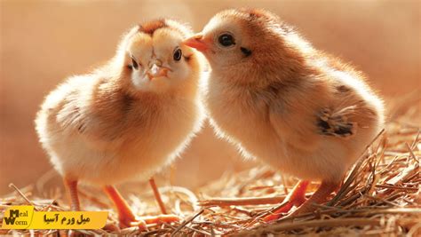 اهمیت استفاده از خوراک جوجه مرغ خانگی مرغوب میل ورم آسیا