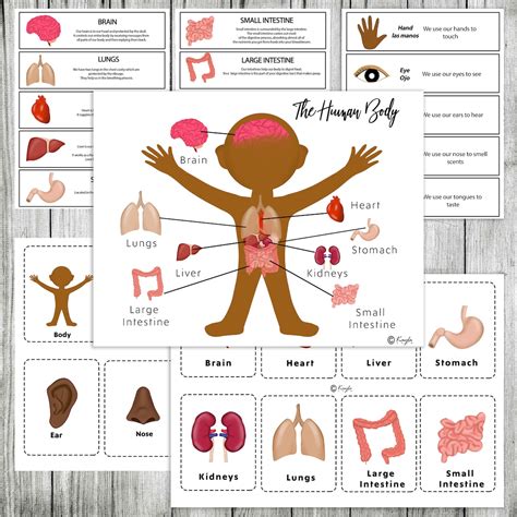 Human Body Printable Package Flashcards Digital Download Etsy