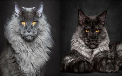 La Preuve Que Les Maine Coon Sont Lune Des Plus Belles Races De Chats