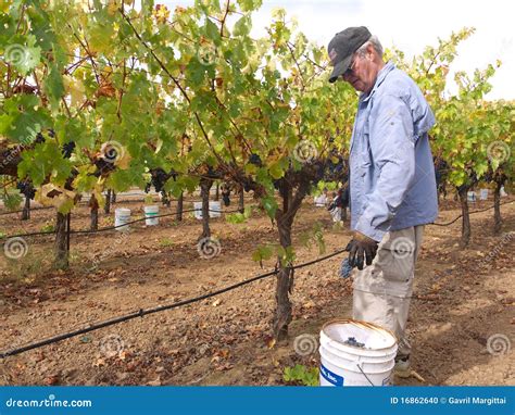 Elderly Man Picking Grapes in Vineyard Editorial Image - Image of ...