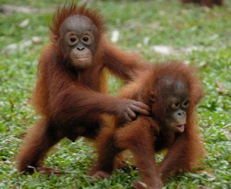 help the rainforests!: About animals in the Rainforest