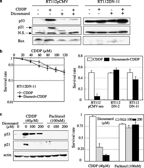 Involvement Of Functional P53 In Dicoumarol Mediated Enhancement Of